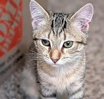 Photo of Janet (BFF029)