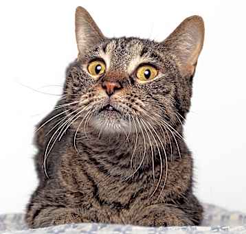 Photo of Pea