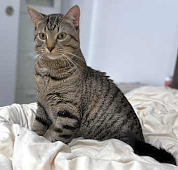 Photo of Merlin