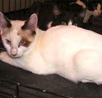 Photo of Foster Homes Needed