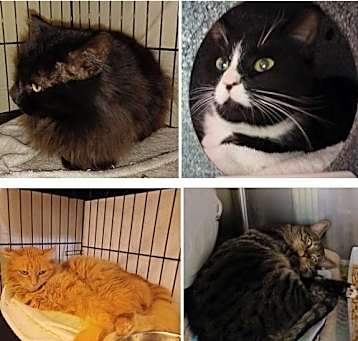 Photo of WORKING CATS