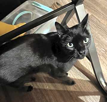 Photo of Ladamir
