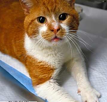 Photo of Furgus