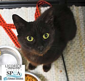 Photo of Licorice