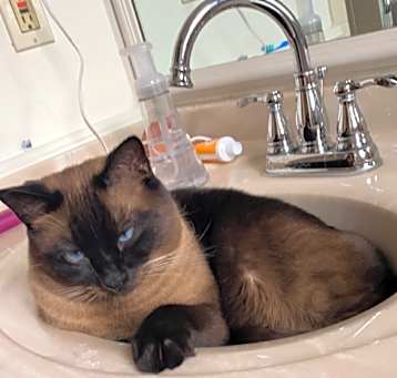 Photo of Dexter