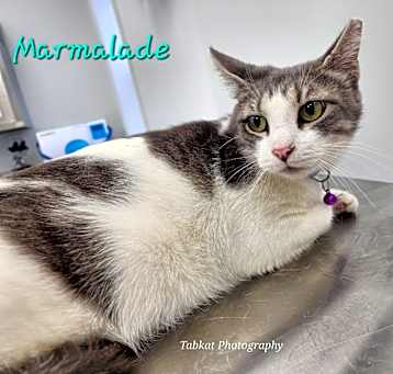 Photo of Marmalade (Mama)