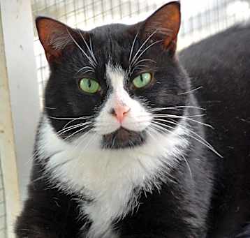 Photo of PENGUIN