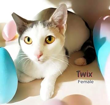 Photo of Twix