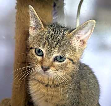 Photo of Jelly Bean