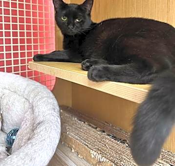 Photo of Kammie *Featured at the Petco in Columbia, MD*