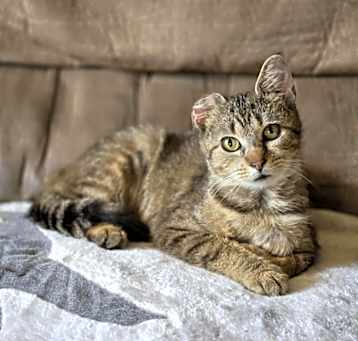 Photo of Butterscotch