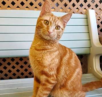 Photo of Garfield