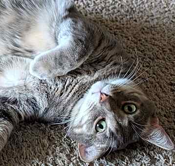 Photo of Agate/ Luca