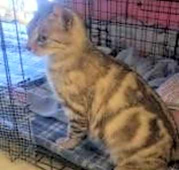 Photo of Misty
