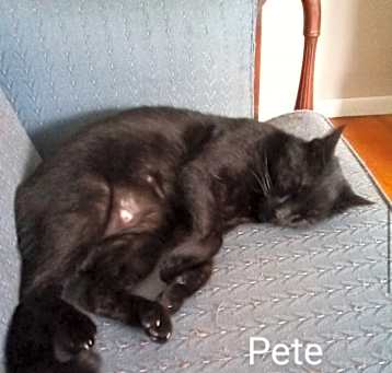 Photo of Pete the cat