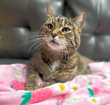 Photo of Lacey
