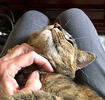 Photo of Piper affectionate