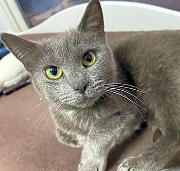 Photo of SMOKEY