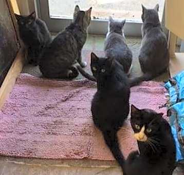 Photo of Barn Cats - Working Cat Program - Put them to work