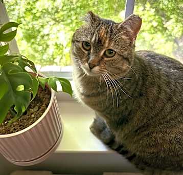 Photo of Agatha