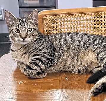Photo of Croissant