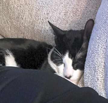 Photo of Oreo