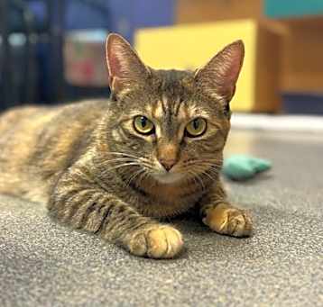 Photo of Wren
