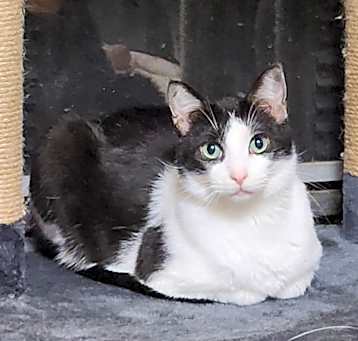 Photo of Puffball