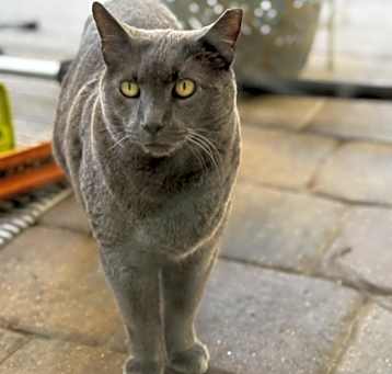 Photo of Cosmo