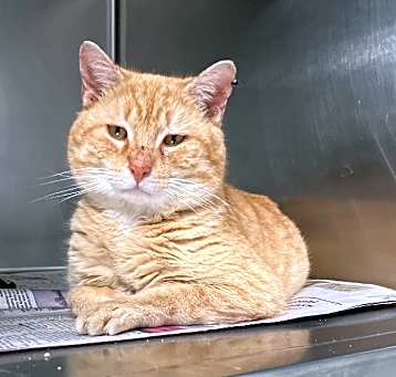 Photo of Sir Reginald