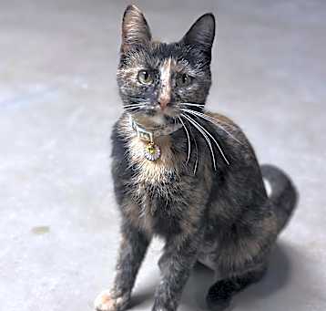 Photo of Rue