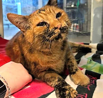 Photo of Pumpkin