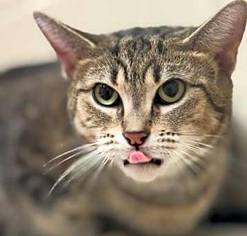 Photo of Marble