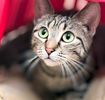Photo of Diamond