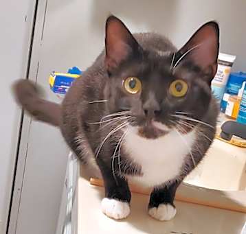 Photo of Mittens