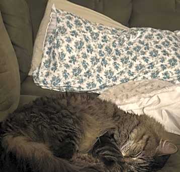 Photo of Freya