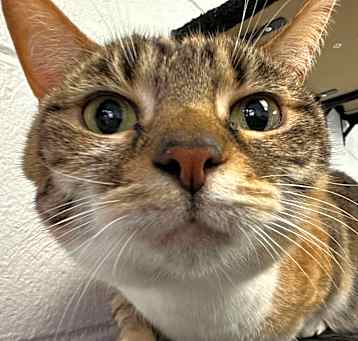 Photo of Fifi