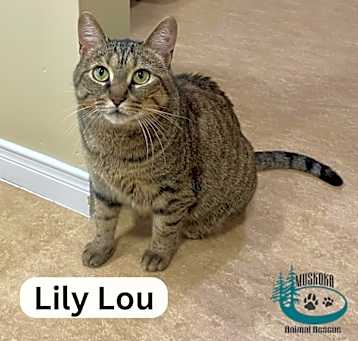 Photo of Lily Lou - Cuddle Buddy!