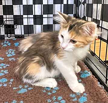Photo of Buttercup