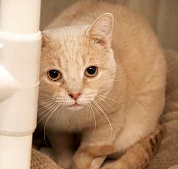 Photo of Mochi