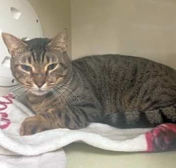 Photo of Buddy