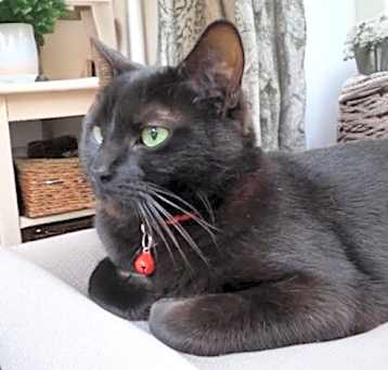Photo of Binx