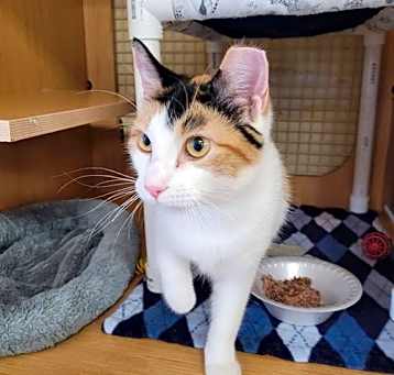 Photo of Patches
