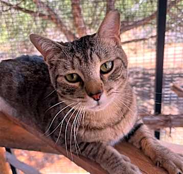 Photo of Tigger