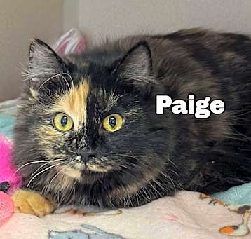 Photo of Paige 250396