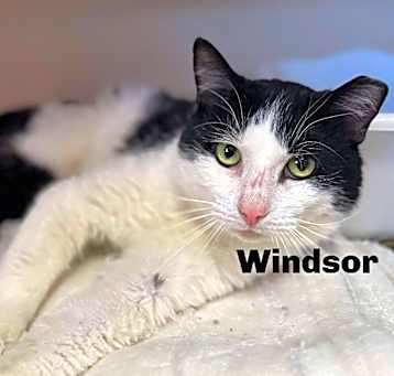 Photo of Windsor 250256
