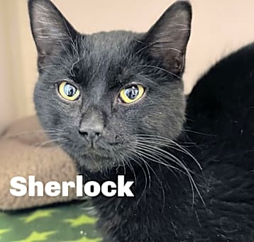 Photo of Sherlock 250271