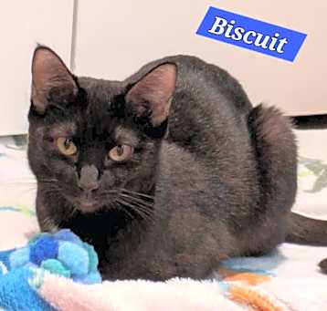 Photo of Biscuit