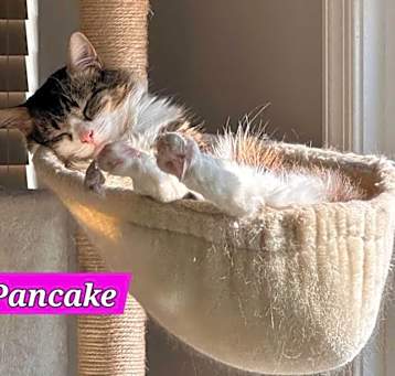 Photo of Pancake