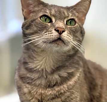 Photo of Basil